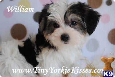 Mixed Breed Puppies in CA